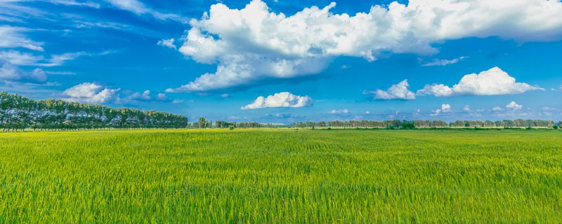 泛亚电竞官网夏粮和秋粮分别指什么 夏粮与秋粮分别指的是什么(图1)