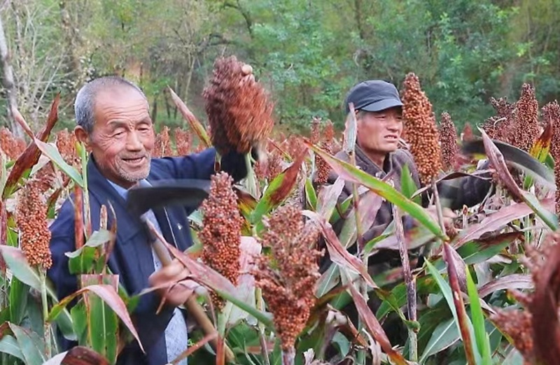 甘肃灵台深挖粮食生产能力 小杂粮渐成“大气候”(图1)