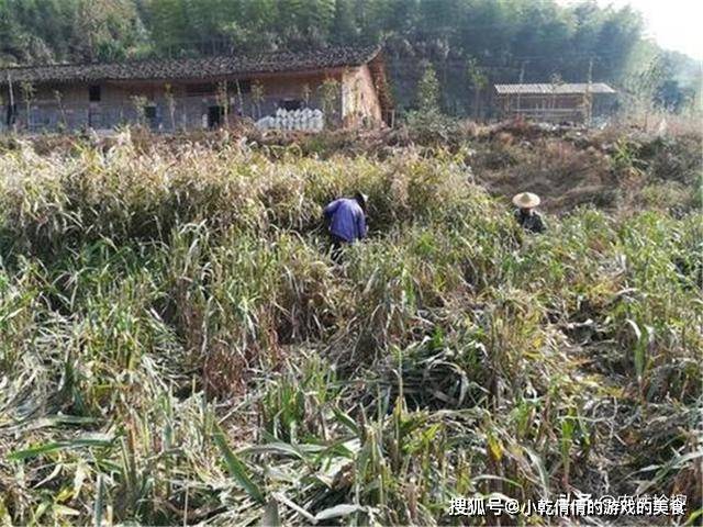 曾被当主食如今多地淘汰种植今年持续高价农民却不乐观了(图1)