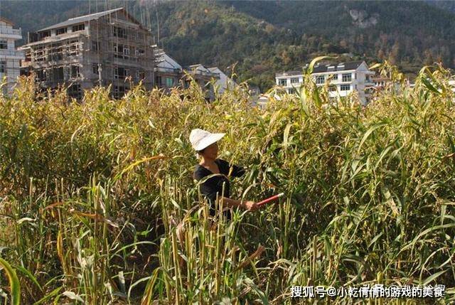 曾被当主食如今多地淘汰种植今年持续高价农民却不乐观了(图2)