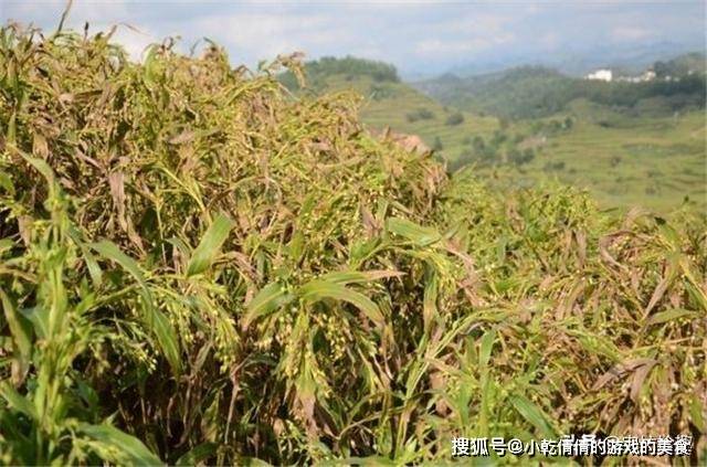 曾被当主食如今多地淘汰种植今年持续高价农民却不乐观了(图3)